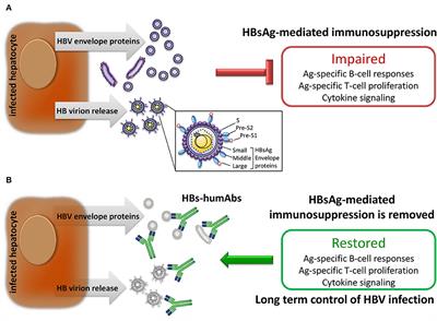 Frontiers | Human Monoclonal Antibodies As Adjuvant Treatment Of Chronic Hepatitis B Virus Infection